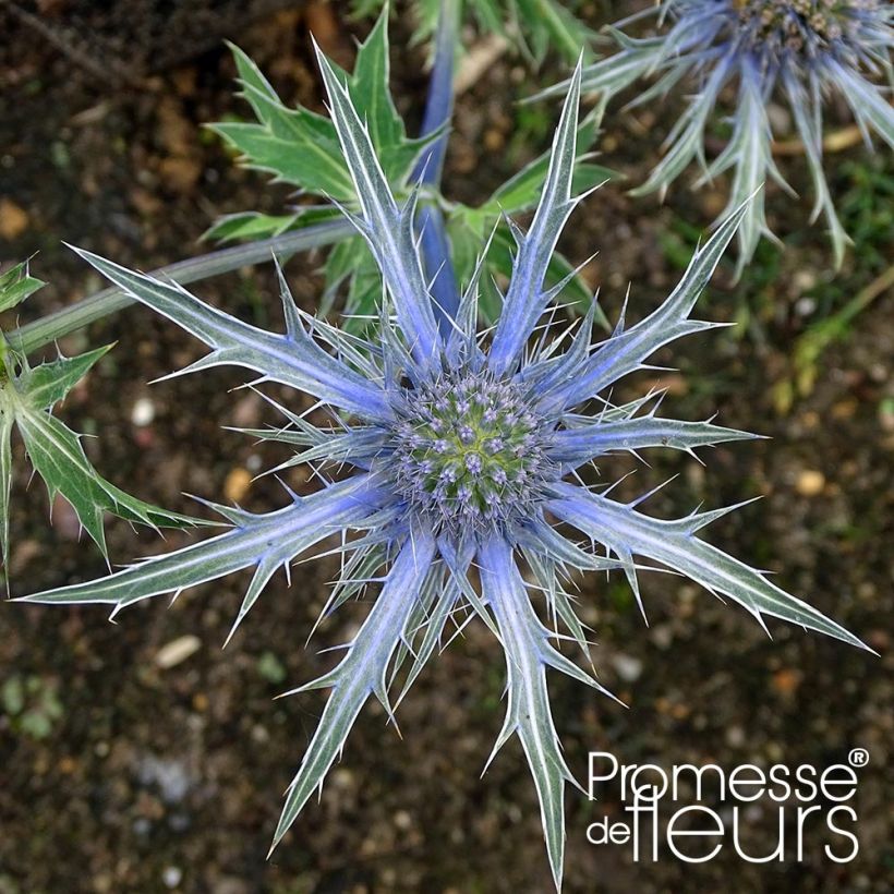 Eryngium Violetta - Kruisdistel (Bloei)