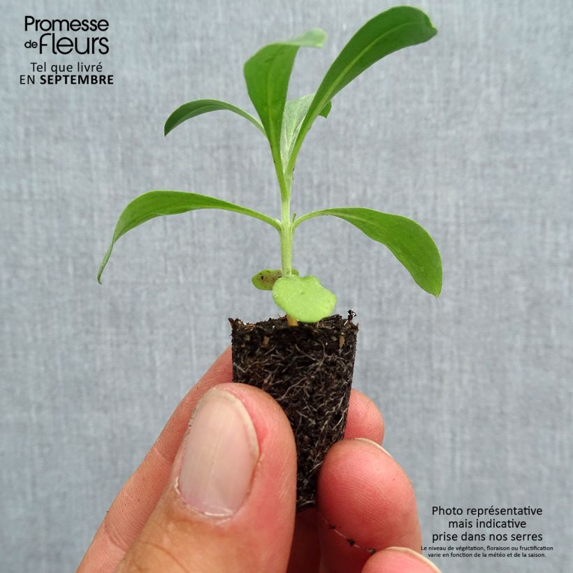 Exemplaar van Erysimum cheiri Bedder Mix (plugplanten) – Muurbloem Mini-mot Ø 1,5/2,5 cm zoals geleverd in de herfst