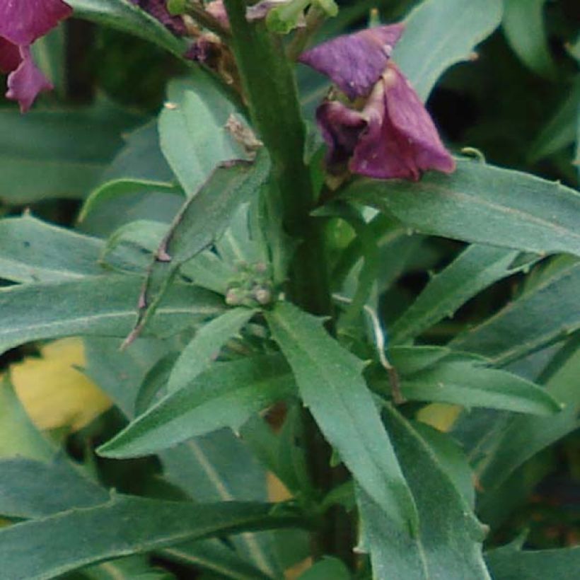 Erysimum Constant Cheer – Muurbloem (Blad)