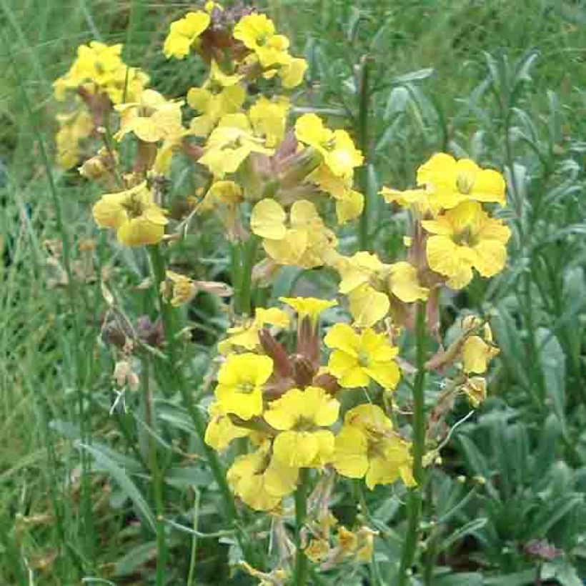 Erysimum Jubilee Gold – Muurbloem (Bloei)
