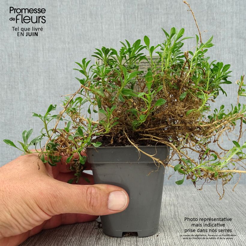 Exemplaar van Erysimum Jubilee Gold – Muurbloem Kweekpotje van 8/9 cm zoals geleverd in de zomer