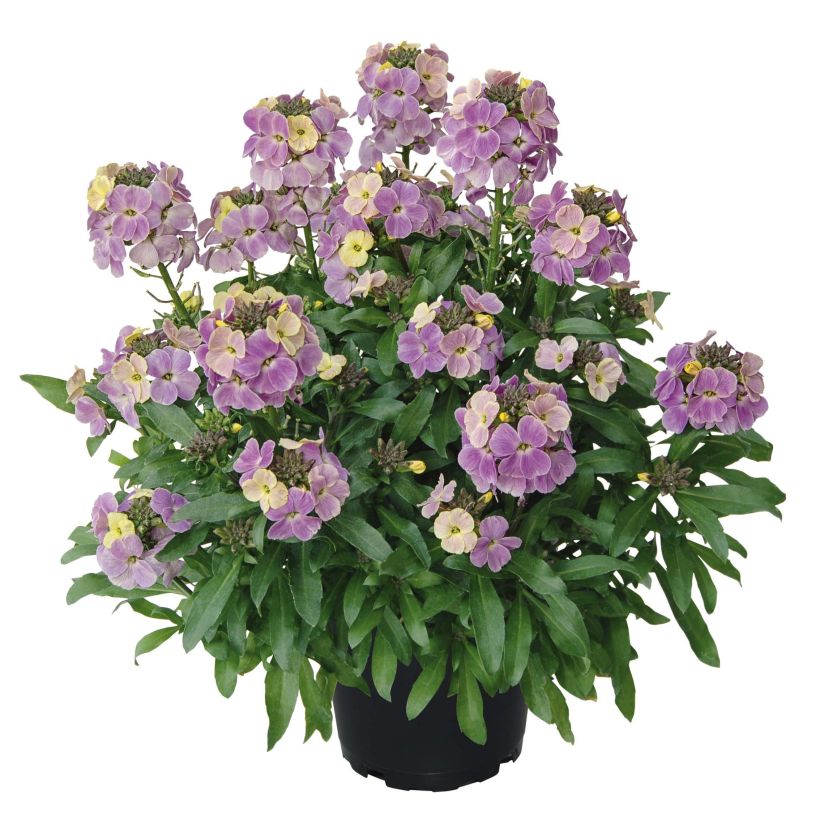 Erysimum Winter Romance (plugplanten) – Muurbloem (Groeiplaats)
