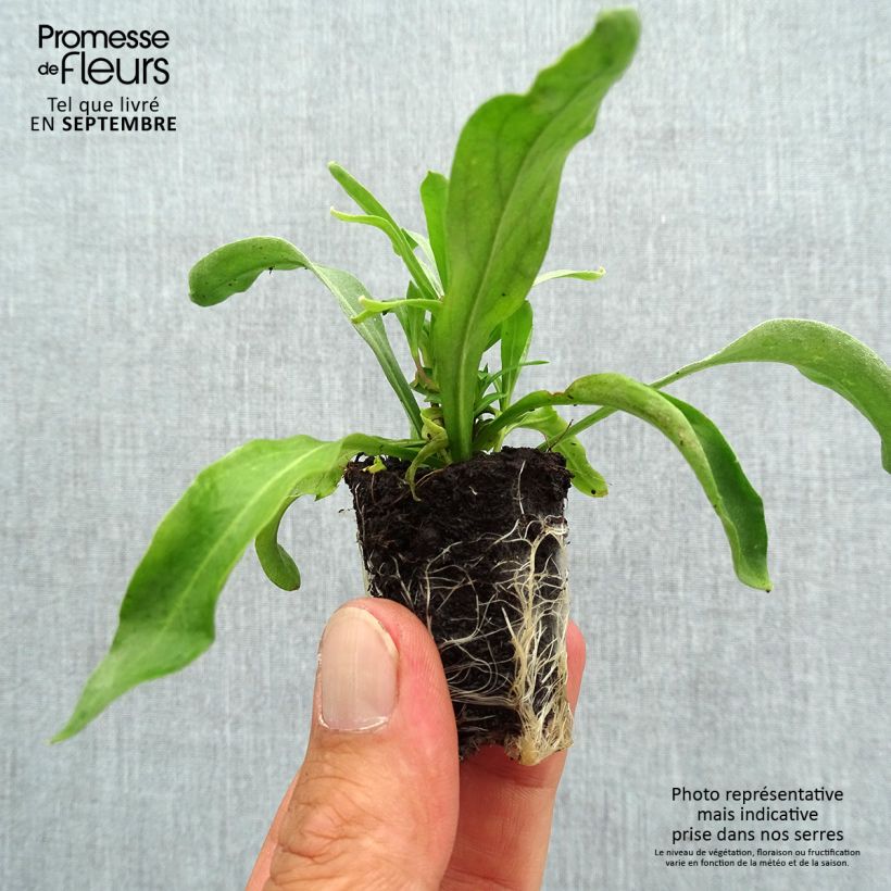 Exemplaar van Erysimum Winter Spice – Muurbloem Mini-mot Ø 3/4 cm zoals geleverd in de herfst