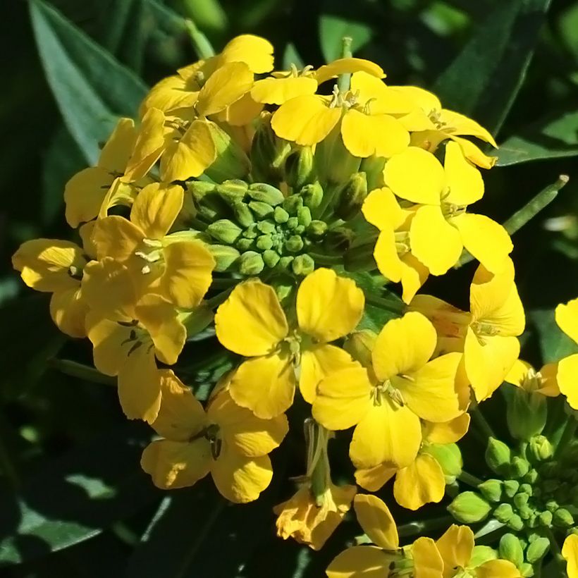 Erysimum alpinum – Steenraket (Bloei)