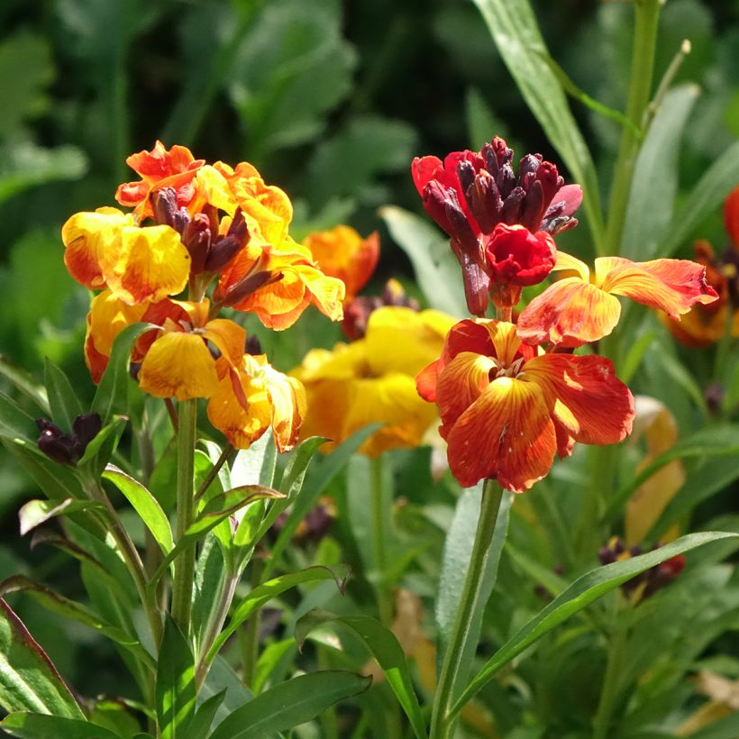 Erysimum cheiri Fair Lady Mix (zaad) – Muurbloem (Bloei)