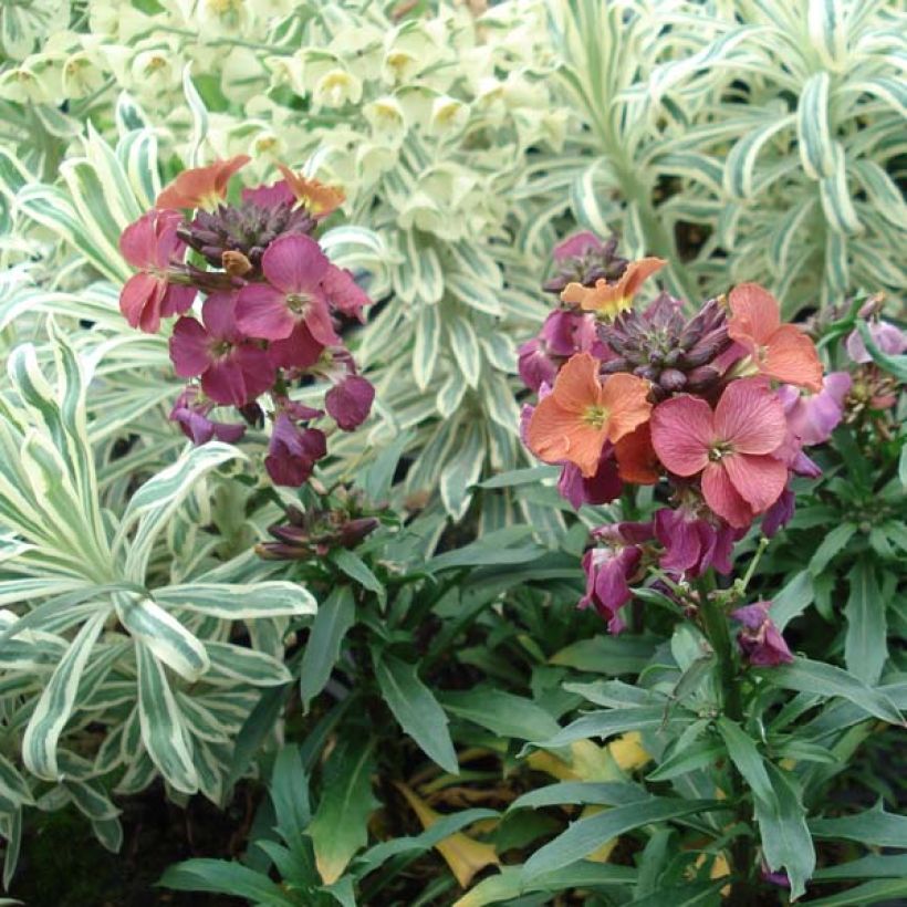 Erysimum Constant Cheer – Muurbloem (Groeiplaats)