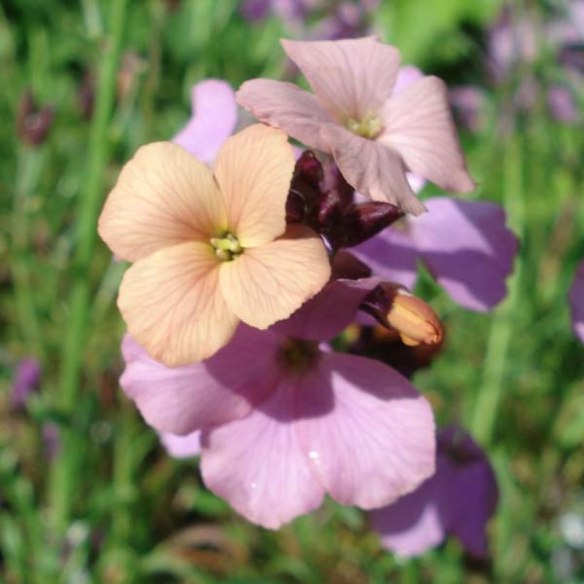 Erysimum Jenny Brook – Muurbloem (Bloei)