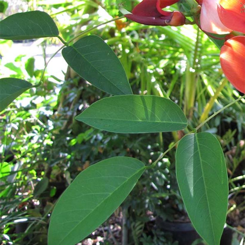 Erythrina crista-galli - Koraalstruik (Foliage)