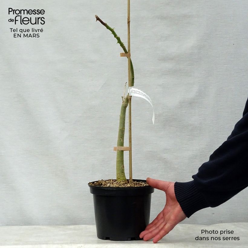 Example of Erythrina crista-galli - Koraalstruik Pot van 2 l/3 l as you get in printemps