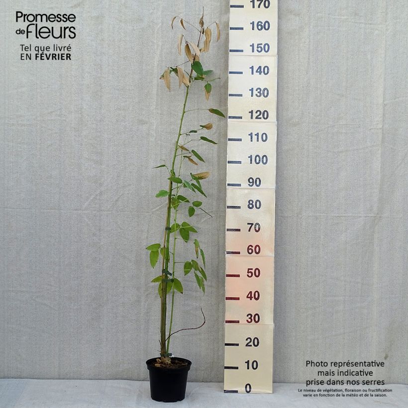 Exemplaar van Erythrina crista-galli - Koraalstruik Pot van 2 l/3 l zoals geleverd in de herfst