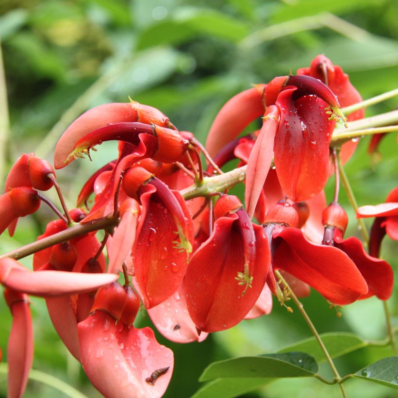 Erythrina crista-galli Compacta - Koraalstruik (Flowering)