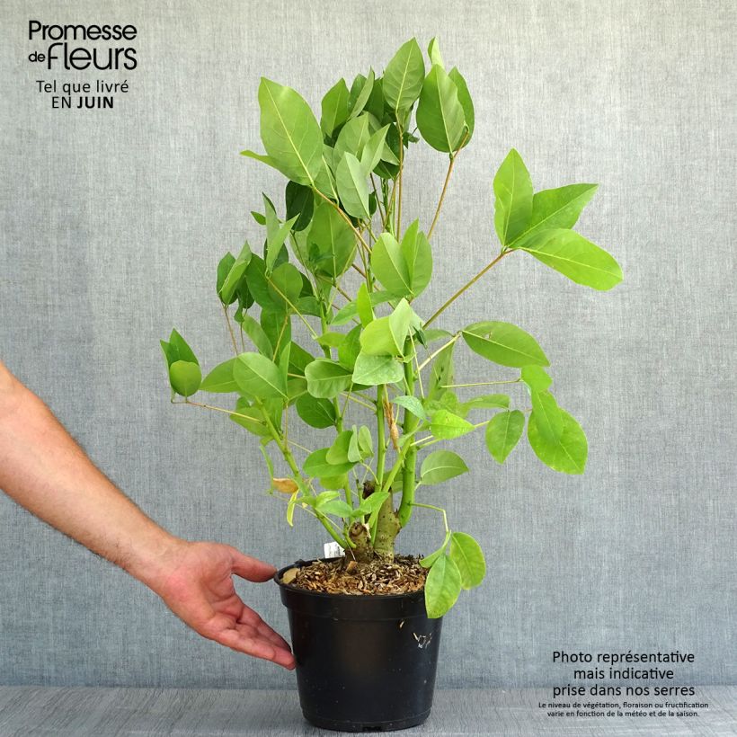 Exemplaar van Erythrina crista-galli Compacta - Koraalstruik Pot van 2 l/3 l zoals geleverd in de zomer