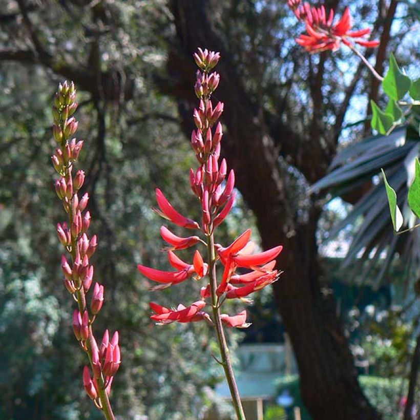 Erythrina bidwillii - Koraalboom (Bloei)