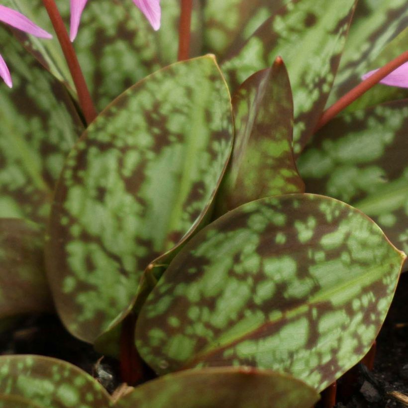 Erythronium dens canis Purple King - Hondstand (Blad)