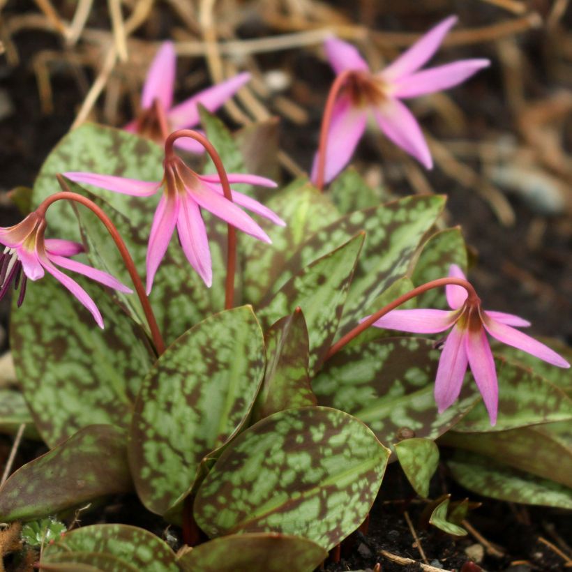 Erythronium dens canis Purple King - Hondstand (Groeiplaats)