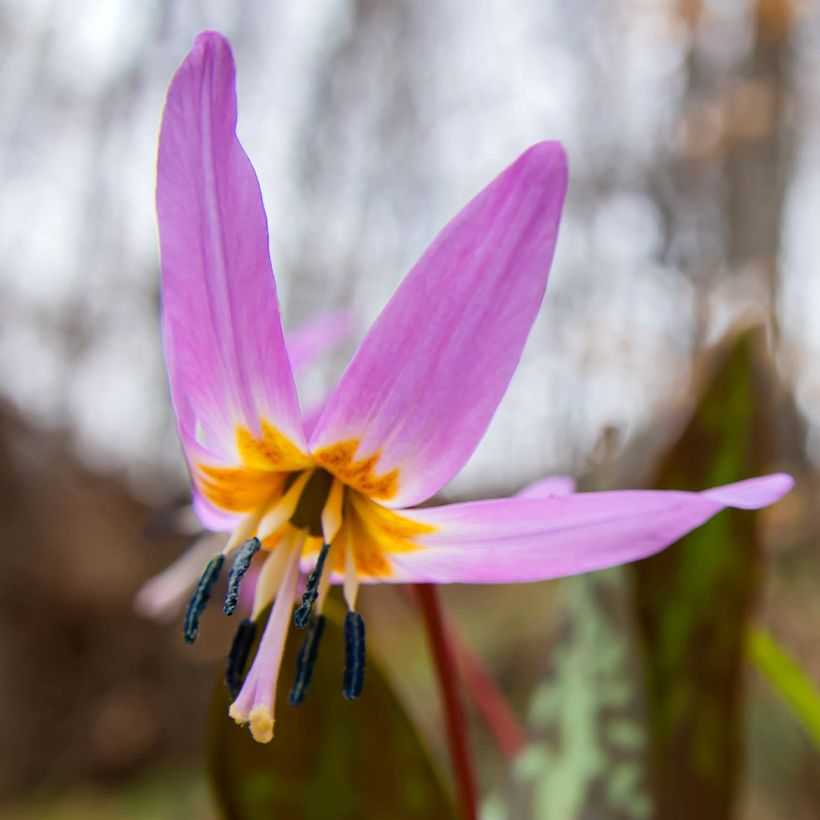 Erythronium dens canis Purple King - Hondstand (Bloei)