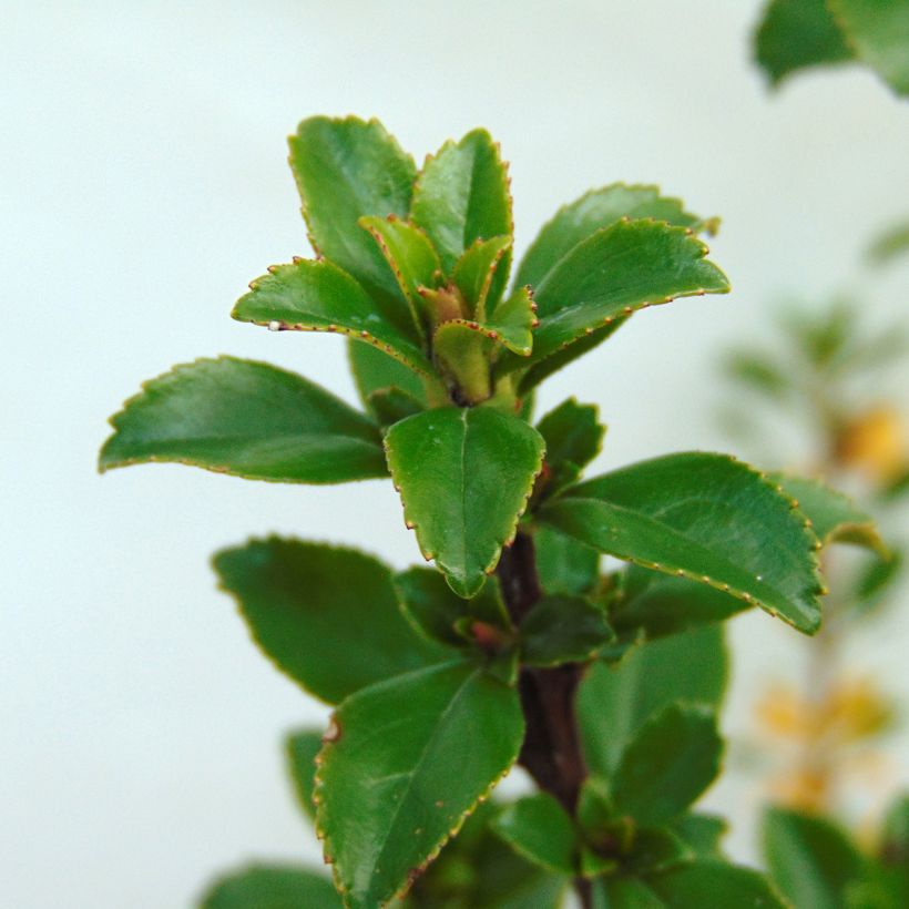 Escallonia Apple Blossom - Escalloniastruik (Foliage)
