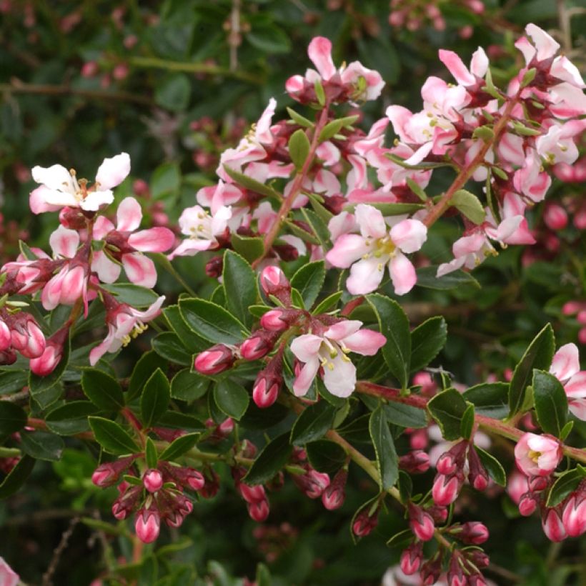 Escallonia Apple Blossom - Escalloniastruik (Flowering)