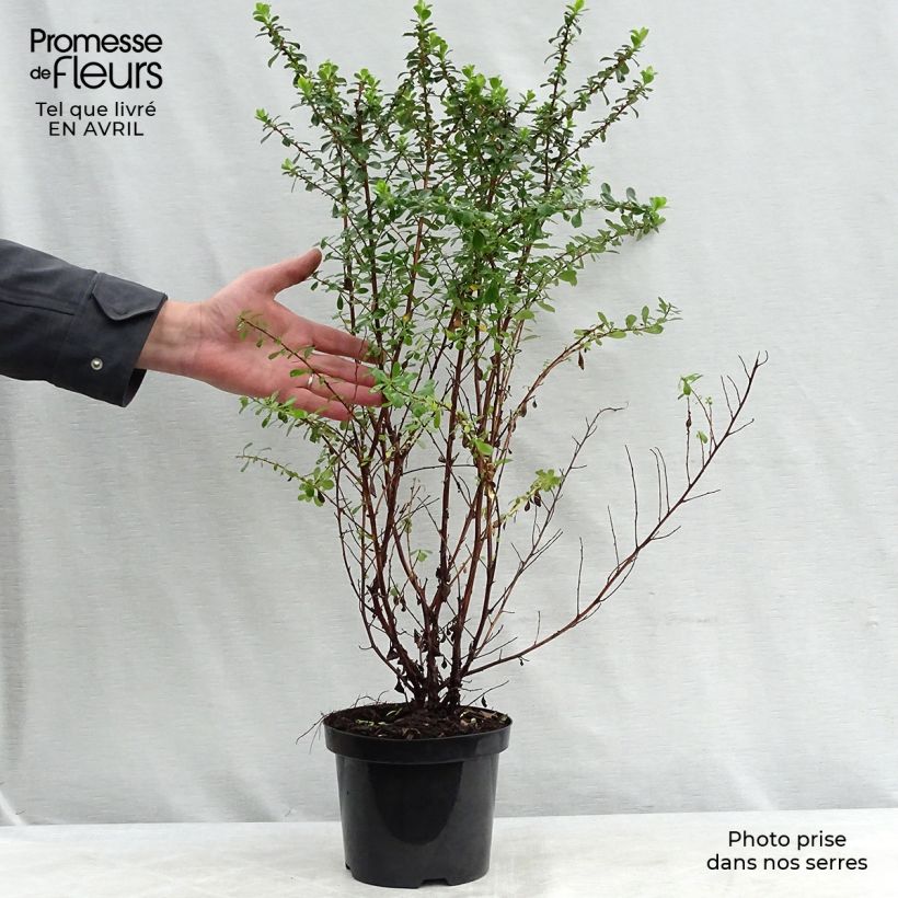 Example of Escallonia Apple Blossom - Escalloniastruik Pot van 2 l/3 l as you get in printemps