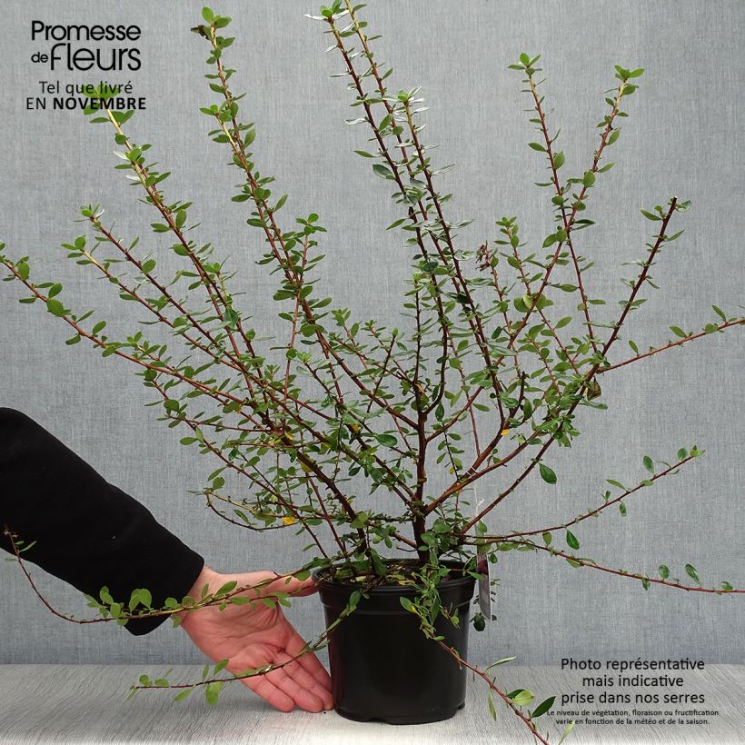 Exemplaar van Escallonia C.F. Ball - Escalloniastruik Pot van 2 l/3 l zoals geleverd in de herfst