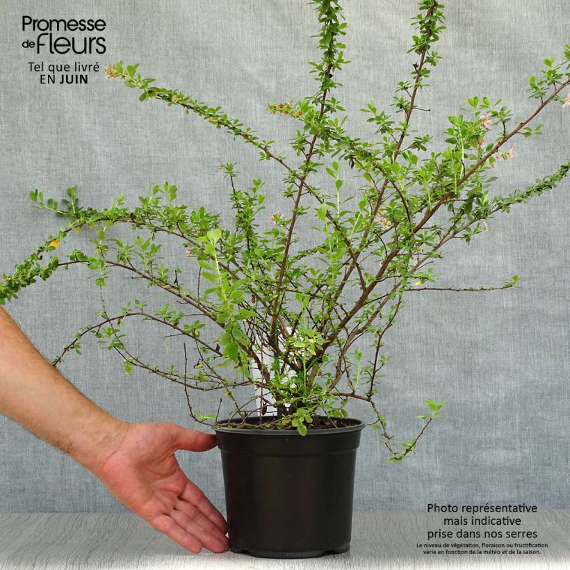 Exemplaar van Escallonia Darts Rosy Red - Escalloniastruik Pot van 2 l/3 l zoals geleverd in de zomer