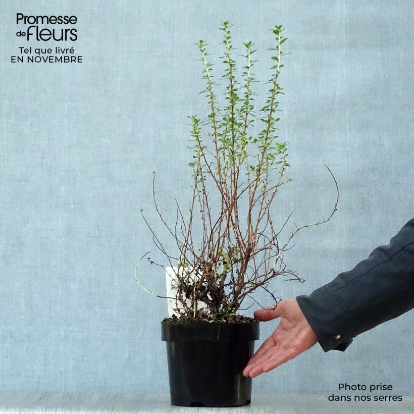 Exemplaar van Escallonia Donard Seedling - Escalloniastruik Pot van 1 l/1,5 l zoals geleverd in de herfst