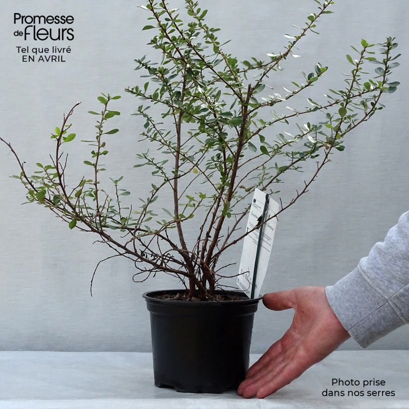 Exemplaar van Escallonia Donard Seedling - Escalloniastruik Pot van 1 l/1,5 l zoals geleverd in de lente