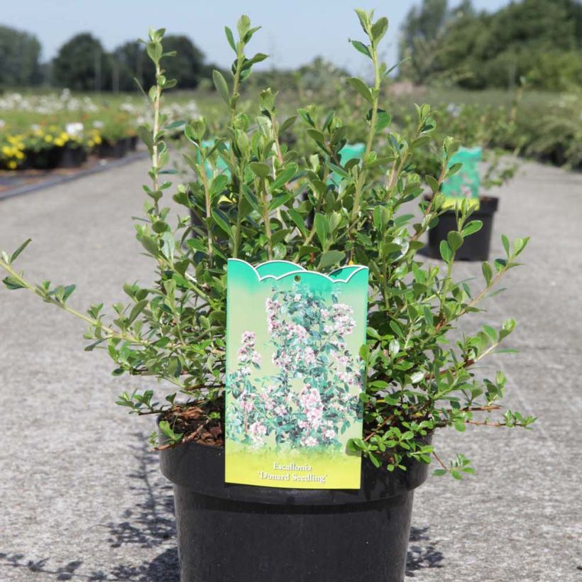 Escallonia Donard Seedling - Escalloniastruik (Groeiplaats)