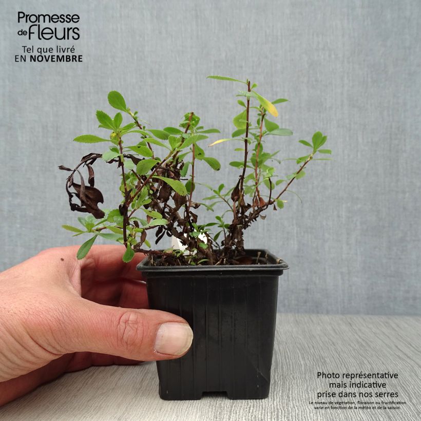 Exemplaar van Escallonia Donard Seedling - Escalloniastruik Kweekpotje van 8/9 cm zoals geleverd in de herfst
