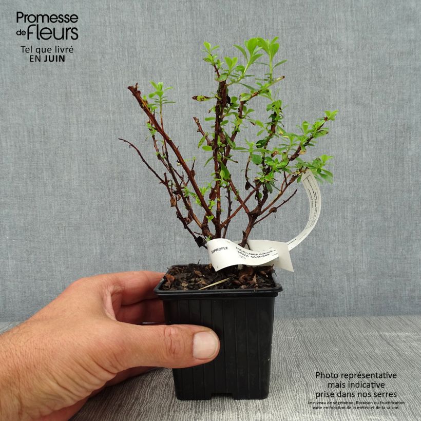 Exemplaar van Escallonia Donard Seedling - Escalloniastruik Kweekpotje van 8/9 cm zoals geleverd in de zomer