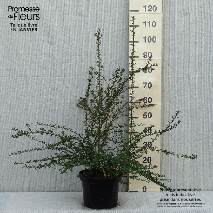 Exemplaar van Escallonia Donard Seedling - Escalloniastruik Pot van 7,5 l/10 l zoals geleverd in de winter