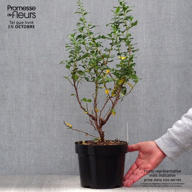 Exemplaar van Escallonia Iveyi - Escalloniastruik Pot van 2 l/3 l zoals geleverd in de herfst
