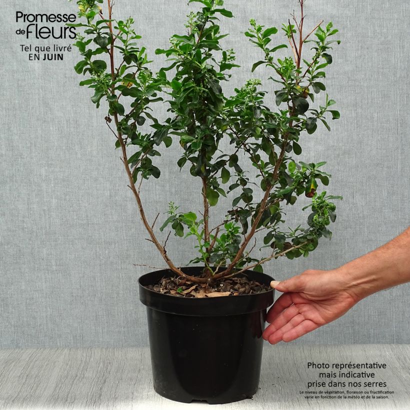 Exemplaar van Escallonia Iveyi - Escalloniastruik Pot van 7,5 l/10 l zoals geleverd in de zomer