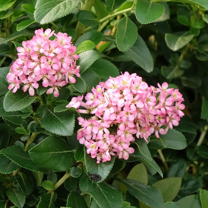 Escallonia laevis Pink Elle - Escalloniastruik (Bloei)