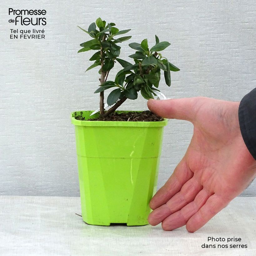 Exemplaar van Escallonia laevis Pink Elle - Escalloniastruik Pot van 1 l/1,5 l zoals geleverd in de winter