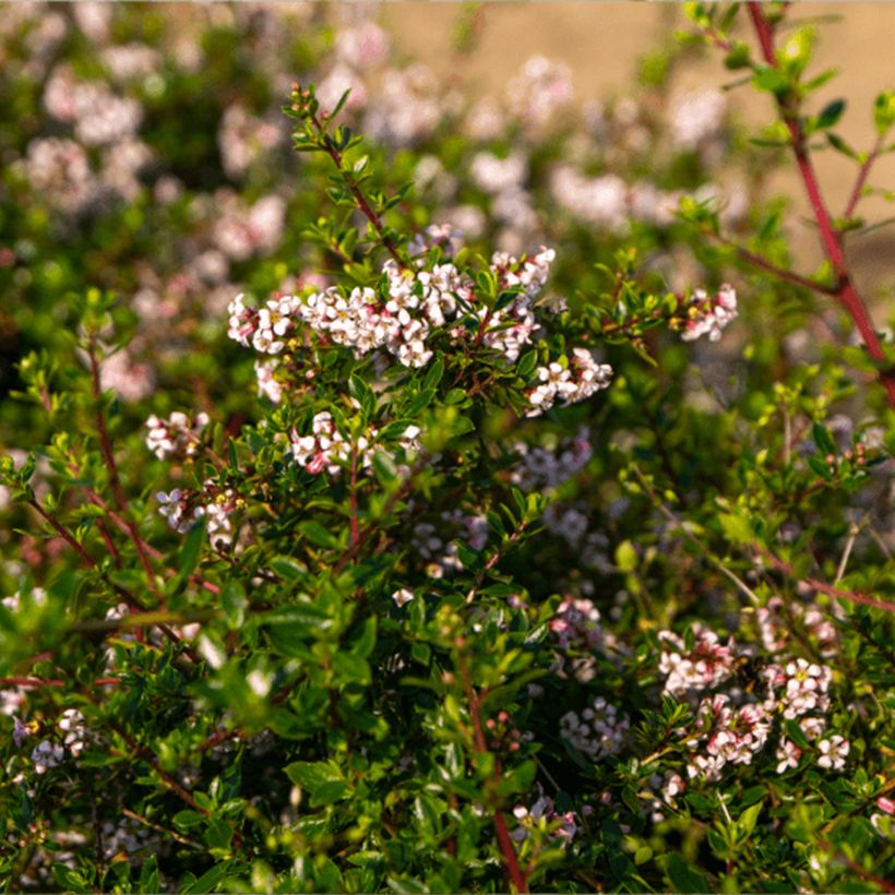 Escallonia Pinky Carpet - Escalloniastruik (Foliage)