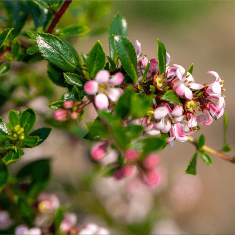 Escallonia Pinky Carpet - Escalloniastruik (Flowering)