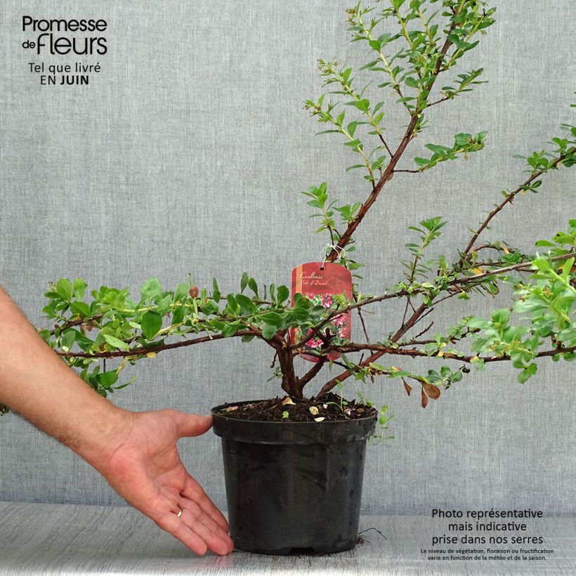 Exemplaar van Escallonia Pride of Donard - Escalloniastruik Pot van 2 l/3 l zoals geleverd in de zomer