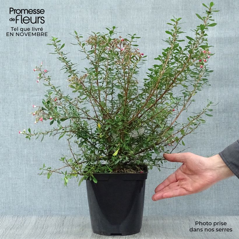 Exemplaar van Escallonia Red Carpet - Escalloniastruik Pot van 3 l/4 l zoals geleverd in de herfst