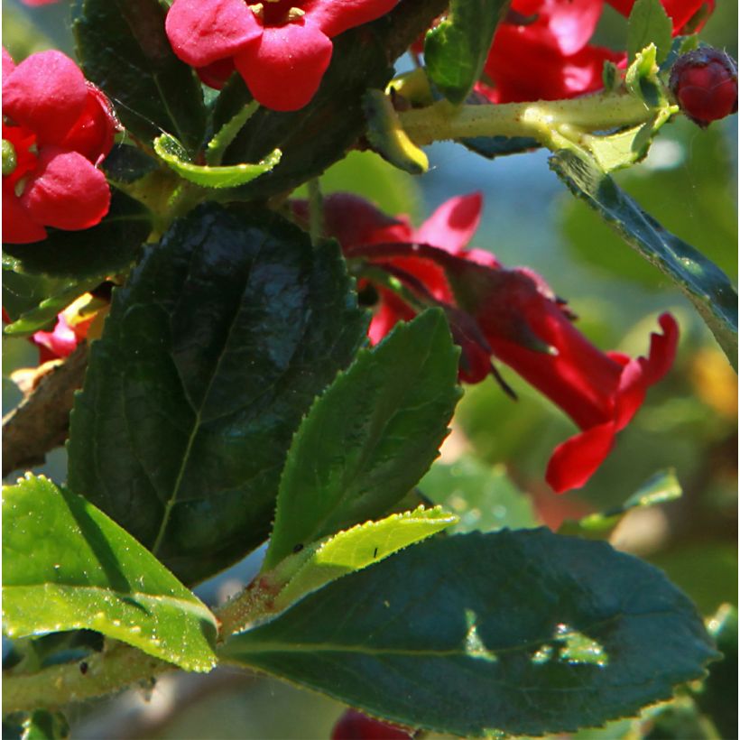Escallonia compacta Coccinea - Escalloniastruik (Blad)