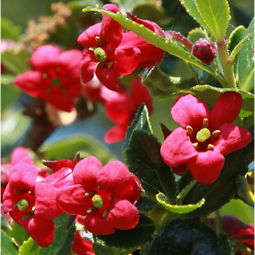 Escallonia compacta Coccinea - Escalloniastruik (Bloei)