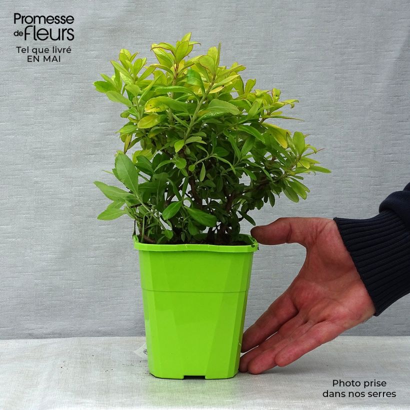 Exemplaar van Escallonia Glowing Embers - Escalloniastruik Pot van 3 l/4 l zoals geleverd in de lente