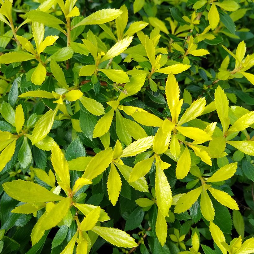Escallonia Golden Carpet - Escalloniastruik (Blad)