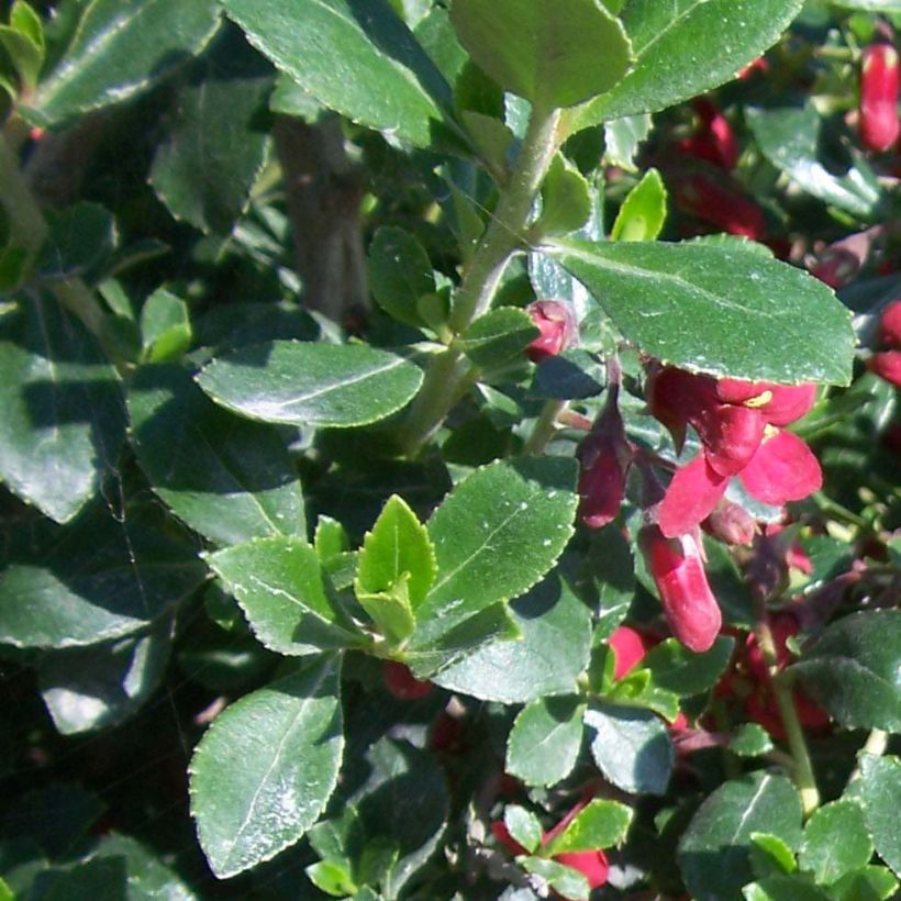 Escallonia Red Dream - Escalloniastruik (Blad)