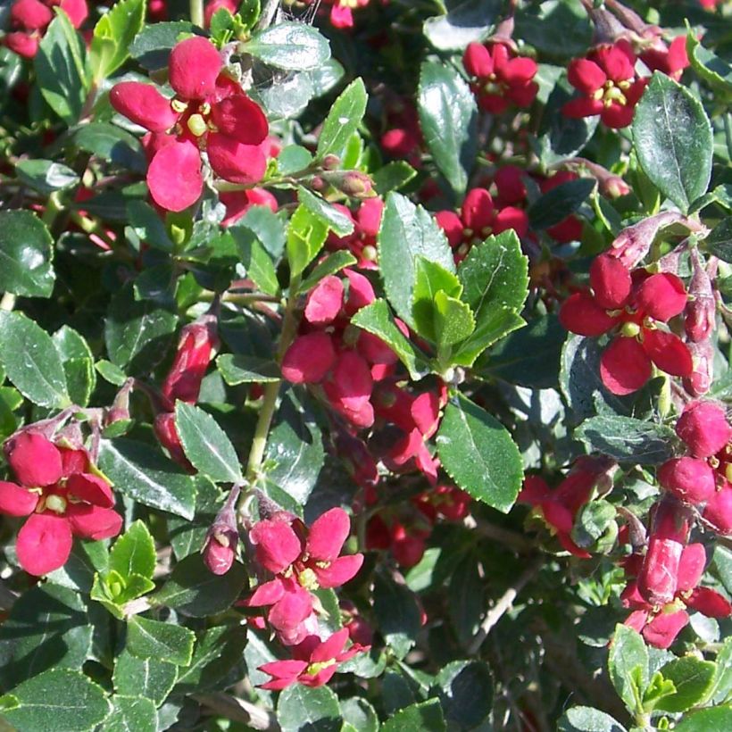Escallonia Red Dream - Escalloniastruik (Bloei)
