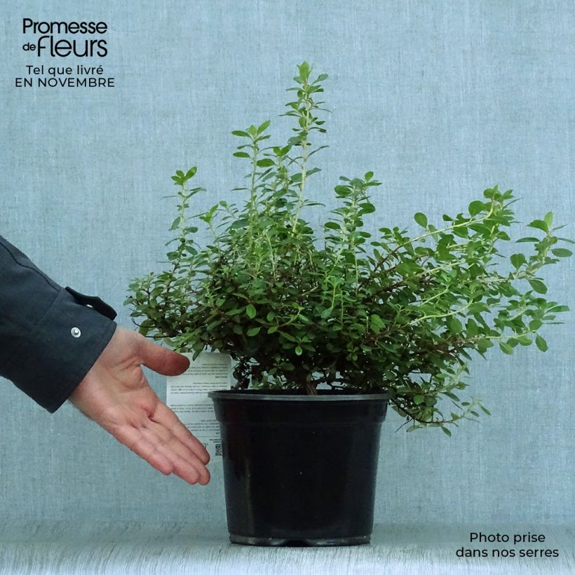 Exemplaar van Escallonia Red Dream - Escalloniastruik Pot van 2 l/3 l zoals geleverd in de herfst