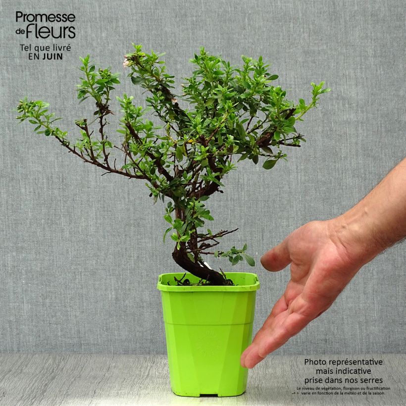 Exemplaar van Escallonia Show Stopper - Escalloniastruik Pot van 3 l/4 l zoals geleverd in de zomer