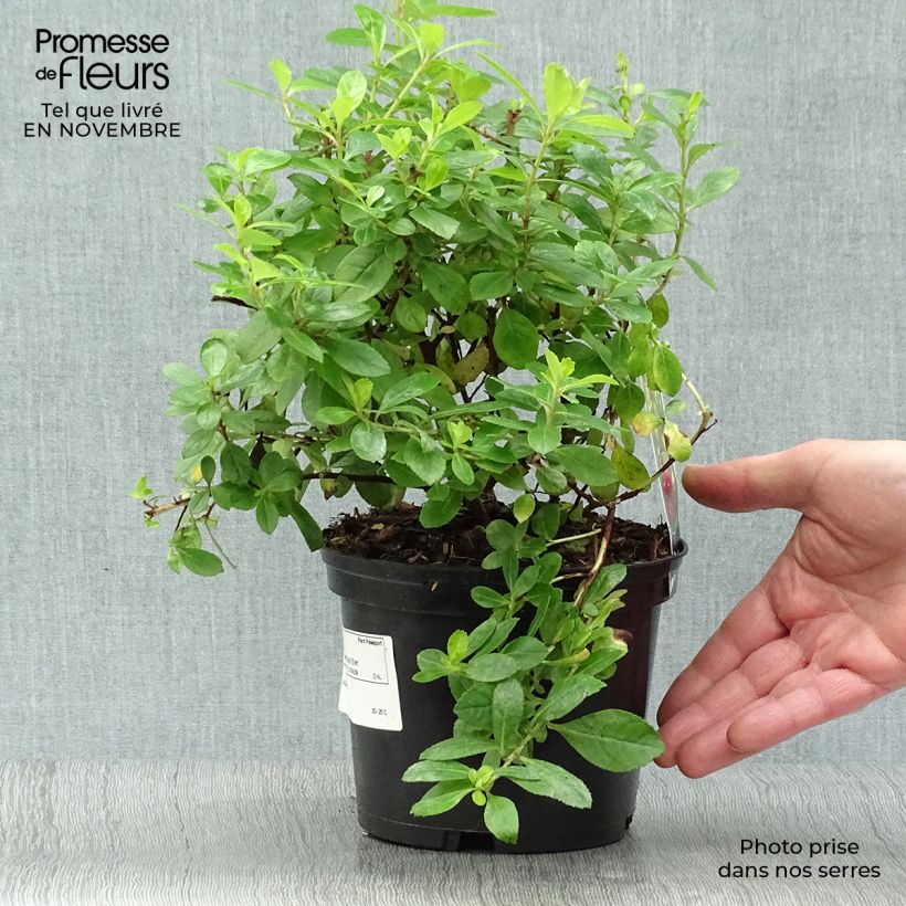 Exemplaar van Escallonia laevis Gold Ellen - Escalloniastruik Pot van 2 l/3 l zoals geleverd in de herfst