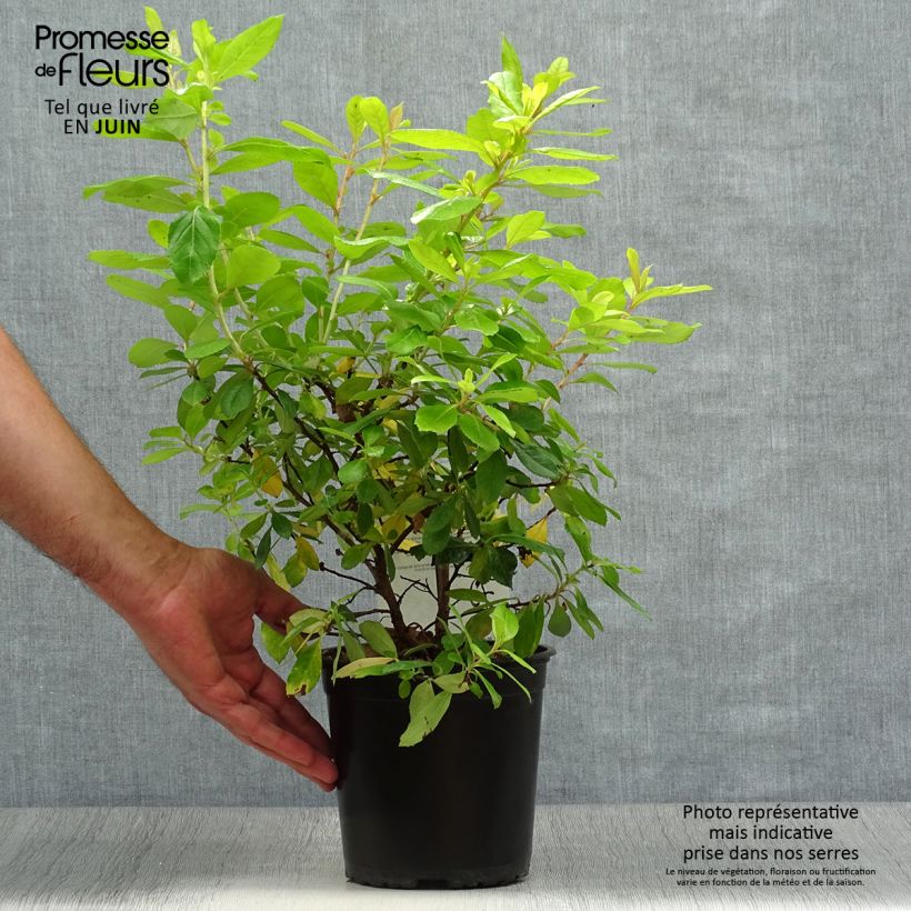 Exemplaar van Escallonia laevis Gold Ellen - Escalloniastruik Pot van 2 l/3 l zoals geleverd in de zomer