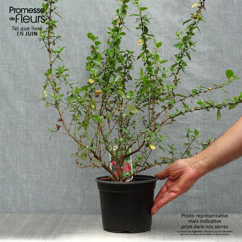 Exemplaar van Escalloniastruik Crimson Spire - Escallonia rubra Pot van 2 l/3 l zoals geleverd in de zomer